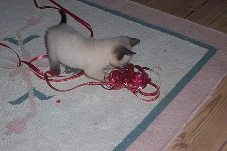 Siameser mis / Coco billede 15