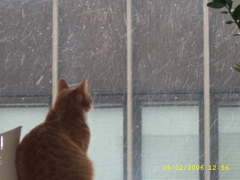 Huskat boris (mr. Kispus) billede 4