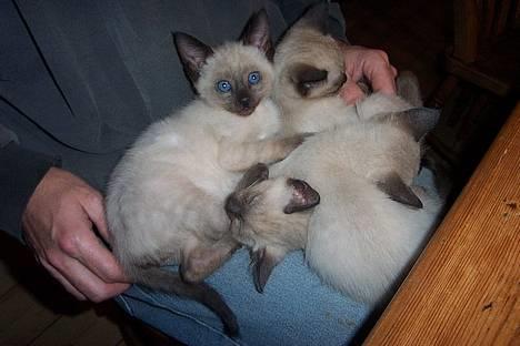 Siameser mis / Coco billede 16