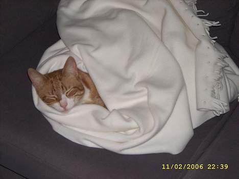 Huskat boris (mr. Kispus) billede 5