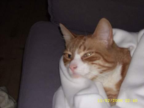 Huskat boris (mr. Kispus) billede 6