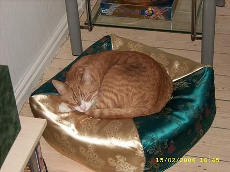 Huskat boris (mr. Kispus) billede 7