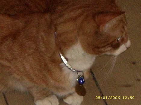 Huskat boris (mr. Kispus) billede 8