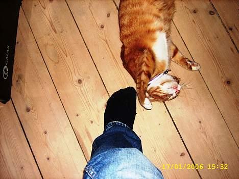 Huskat boris (mr. Kispus) billede 9