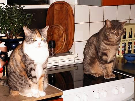 Blanding af racer Foucault - Sofie og Foucault undrer sig vist over at se hinanden igen. billede 6