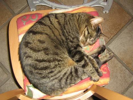 Huskat olivia billede 13