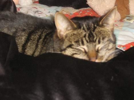 Huskat olivia billede 14