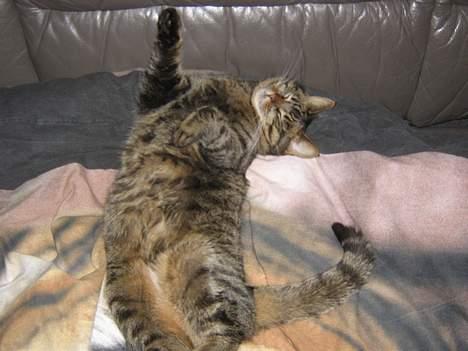 Huskat olivia billede 15