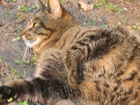 Huskat olivia billede 16