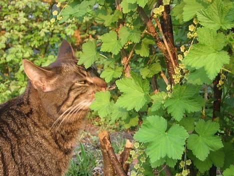 Huskat olivia billede 17