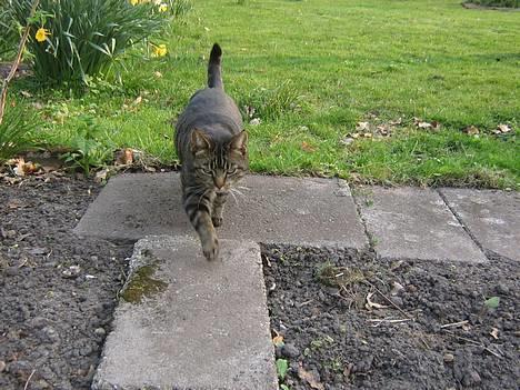 Huskat olivia billede 18