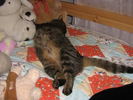 Huskat olivia billede 19