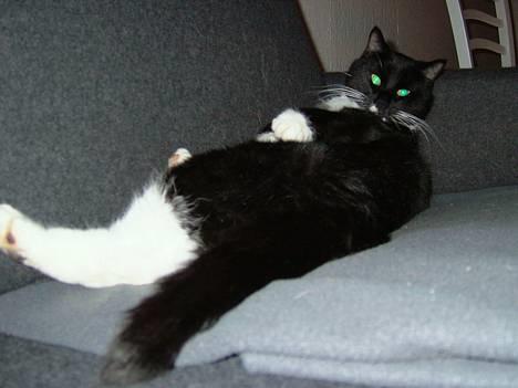 Blanding af racer Sofus (er her ikke mere) - Ahh altid dejligt med en halv time på skjoldet : ) billede 1