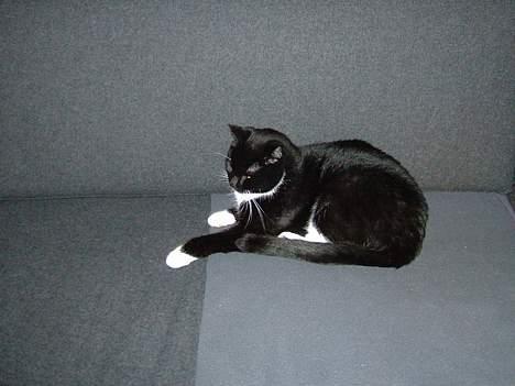 Blanding af racer Sofus (er her ikke mere) - ...Nyder jo bare livet billede 2