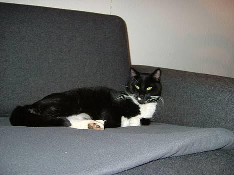 Blanding af racer Sofus (er her ikke mere) - Heh i´m the king billede 3