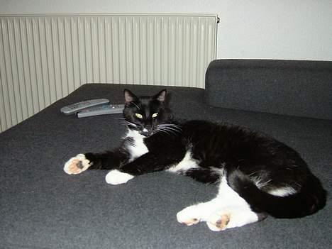 Blanding af racer Sofus (er her ikke mere) - Ja og her ligger jeg jo så stadig og feder den billede 4