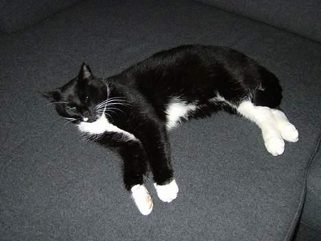 Blanding af racer Sofus (er her ikke mere) billede 5