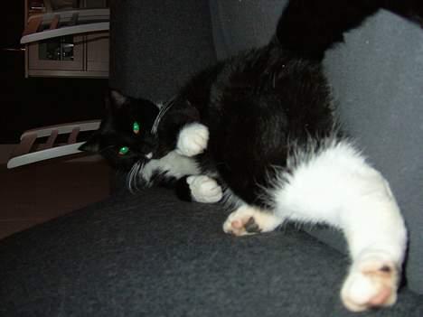 Blanding af racer Sofus (er her ikke mere) - ...Og endu et billed på ryggen, det er så dejligt at ligge så´n billede 6