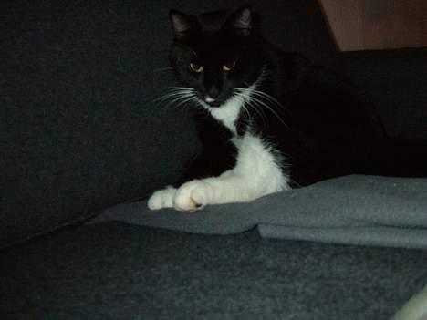 Blanding af racer Sofus (er her ikke mere) billede 7