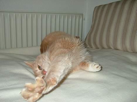 Blanding af racer Valle (er her ikke mere) billede 8