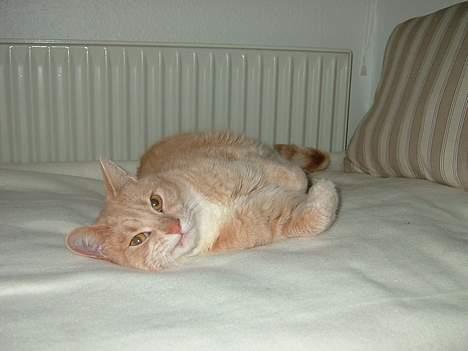 Blanding af racer Valle (er her ikke mere) billede 9