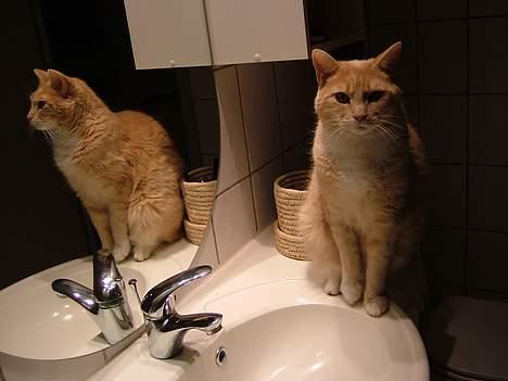 Blanding af racer Valle (er her ikke mere) billede 10