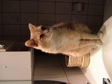 Blanding af racer Valle (er her ikke mere) billede 11