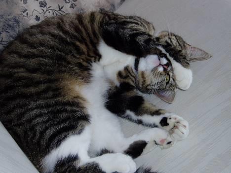 Blanding af racer Mille Mis  - ZzZzZzzzz--- :) billede 1