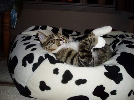 Blanding af racer Mille Mis  - Dejligt at være kat :) billede 2