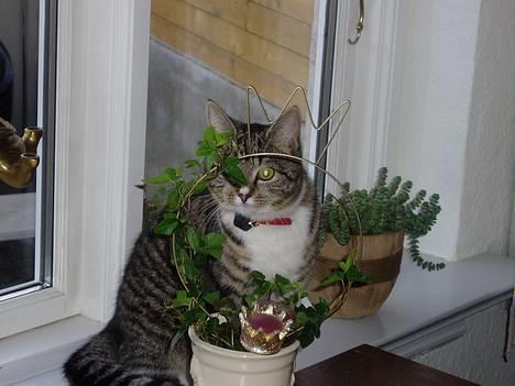 Blanding af racer Mille Mis  - Beautiful as a queen <´3 billede 3