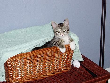 Blanding af racer Mille Mis  - En bette frækkert! billede 4