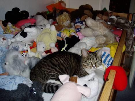 Blanding af racer Mille Mis  - Hun elskede at "lege bamse" sammen med mine andre.. billede 5