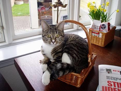 Blanding af racer Mille Mis  - Jeg rører ikke bordet! Ved godt jeg ikke må, men ligger jo her og ser såå sød ud ;) billede 6