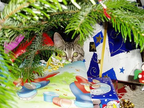 Blanding af racer Mille Mis  - Jeg er lige så dejlig som nyåbnet julegave:) billede 8