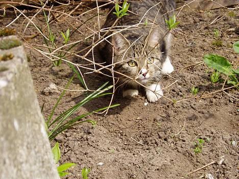 Blanding af racer Mille Mis  - The Jungle Killer Cat! billede 9