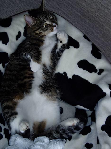 Blanding af racer Mille Mis  - Hygge <´3 billede 10