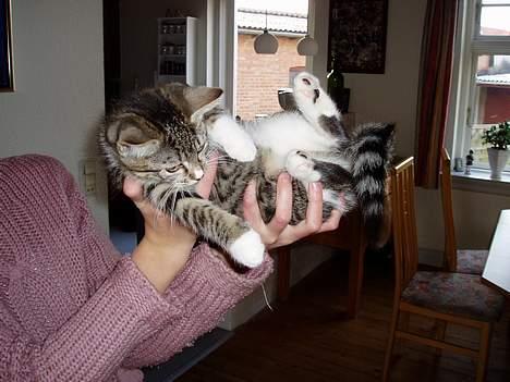 Blanding af racer Mille Mis  - Se hvor lille jeg er !! billede 11