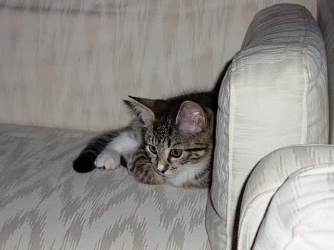 Blanding af racer Mille Mis  - Der er meget plads for en lille mis <3 billede 12