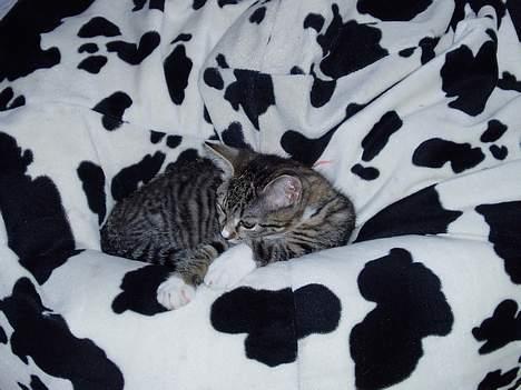 Blanding af racer Mille Mis  - Søde mis :) billede 13