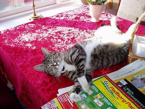 Blanding af racer Mille Mis  - Fede misser:) billede 14