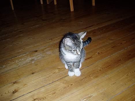 Blanding af racer Mille Mis  - Mig i en nøddeskal <´´3 billede 15