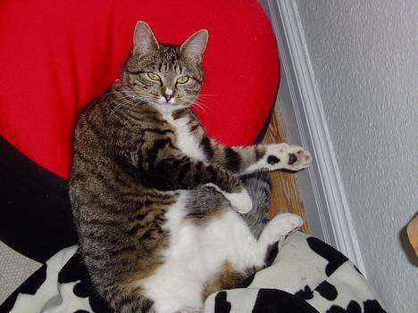 Blanding af racer Mille Mis  - Hvad?! Ej, helt ærligt! Tror du virkelig at jeg bare kan nøjes med één pude?! billede 16