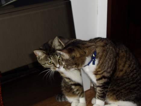 Blanding af racer Mille Mis  - Guud , hvor er den smuk :) billede 17