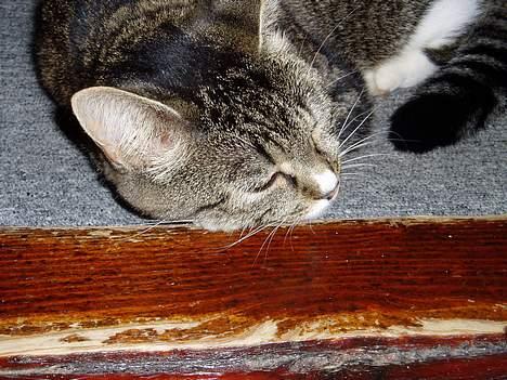 Blanding af racer Mille Mis  - Lille skat <3 billede 18