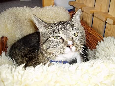 Blanding af racer Mille Mis  - Zzzz =D billede 19