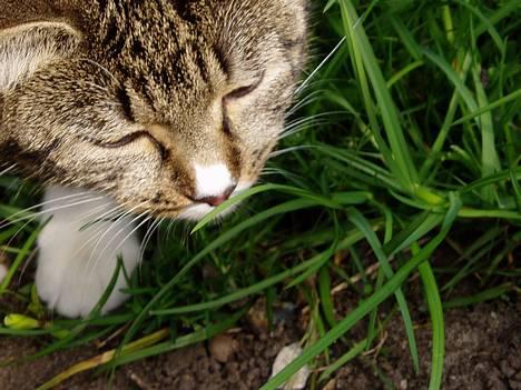 Blanding af racer Mille Mis  - Model-missen <3 billede 20