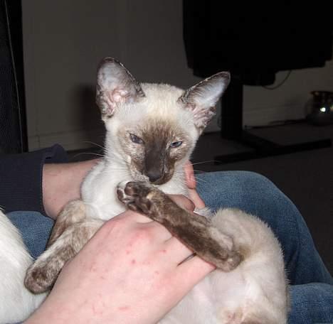 Siameser Kulle  billede 18