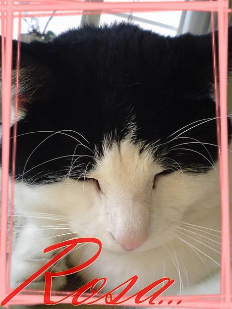 Blanding af racer Rosa FR <3 - Velkommen til Rosas profil ;D <3  billede 1