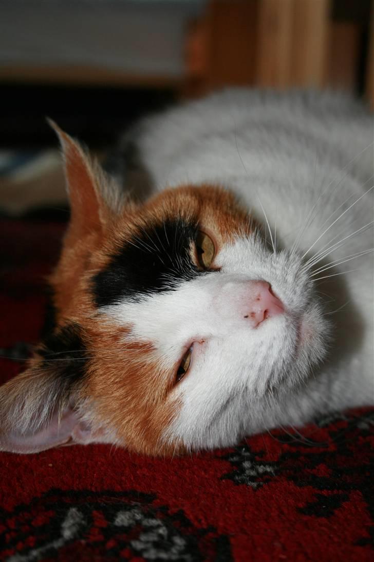 Huskat Frida - NYT! Smukke Frida billede 1