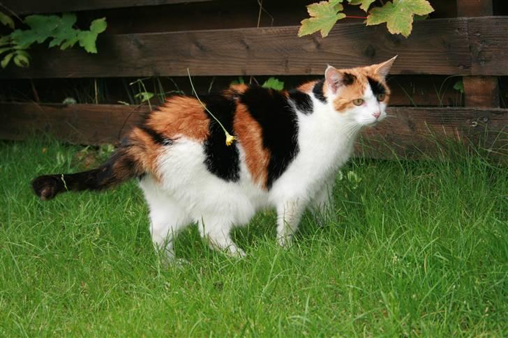 Huskat Frida - NYT! Frida med en blomst på ryggen xD  billede 2